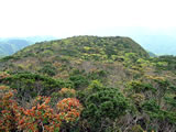 奄美大島の最高峰・湯湾岳（ゆわんだけ）