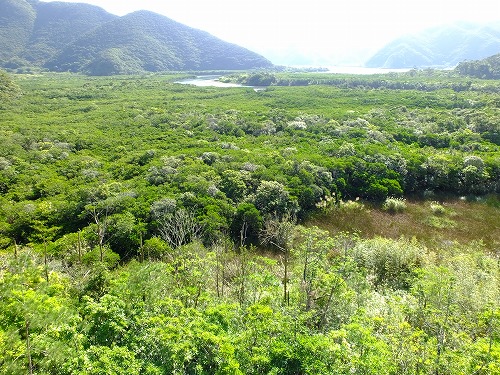 マングローブ原生林